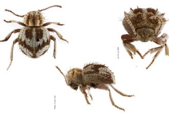 Descubren una nueva especie de 'escarabajo araña' en una costa latinoamericana