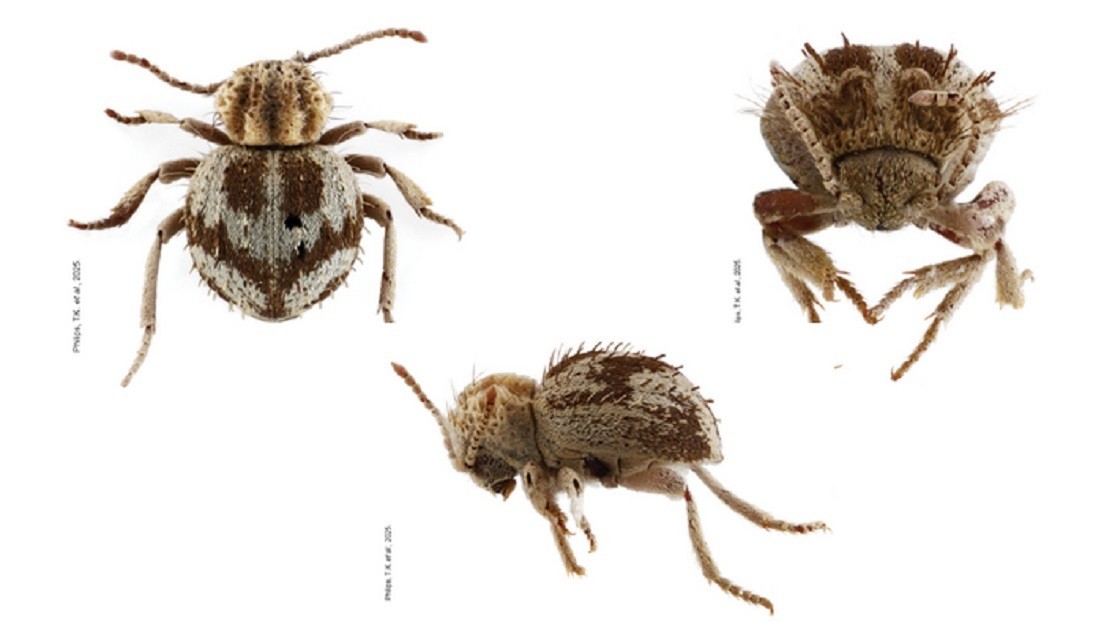 Descubren una nueva especie de 'escarabajo araña' en una costa latinoamericana