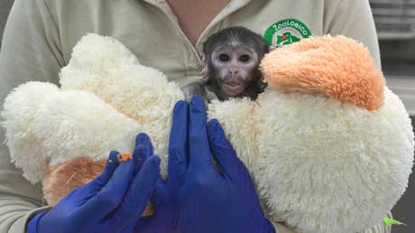 Un peluche como madre: la conmovedora historia se repite, ahora con el mono bebé de un zoo en México (FOTOS)
