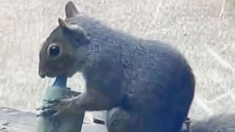 Capturan a ardillas 'vapeando' con cigarrillos electrónicos (VIDEO)