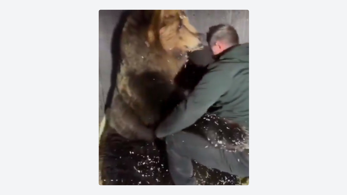 VIDEO: Oso cree que veterinario lo abraza al medirlo y su reacción enamora