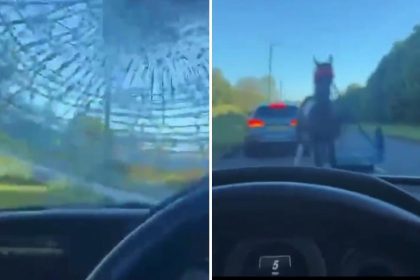 Momento de pánico: un caballo descontrolado embiste un Mercedes-Benz a toda velocidad (VIDEO)