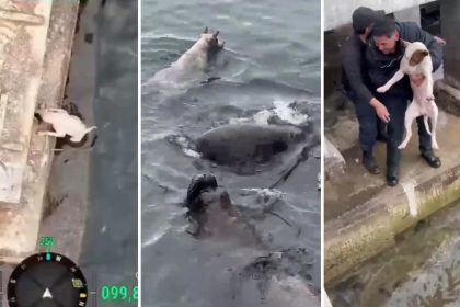 VIDEO: Rescatan a perro intentando mantenerse a flote en el agua en medio de lobos marinos