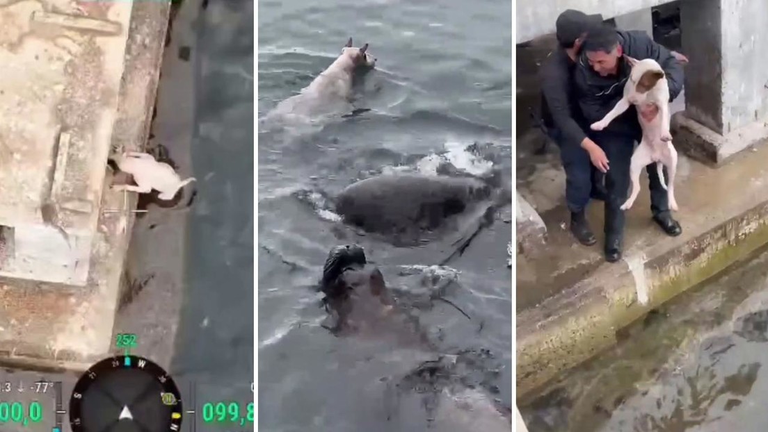 VIDEO: Rescatan a perro intentando mantenerse a flote en el agua en medio de lobos marinos