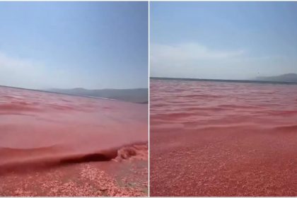 VIDEO: Una playa de Omán se transforma en una 'alfombra roja de muerte' por esta razón