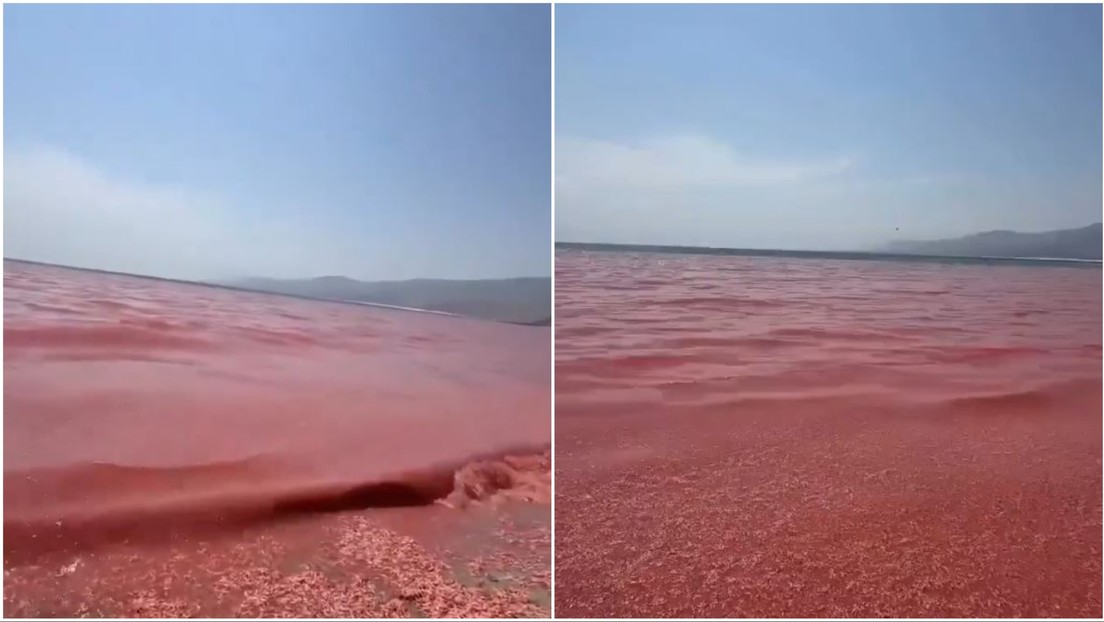 VIDEO: Una playa de Omán se transforma en una 'alfombra roja de muerte' por esta razón