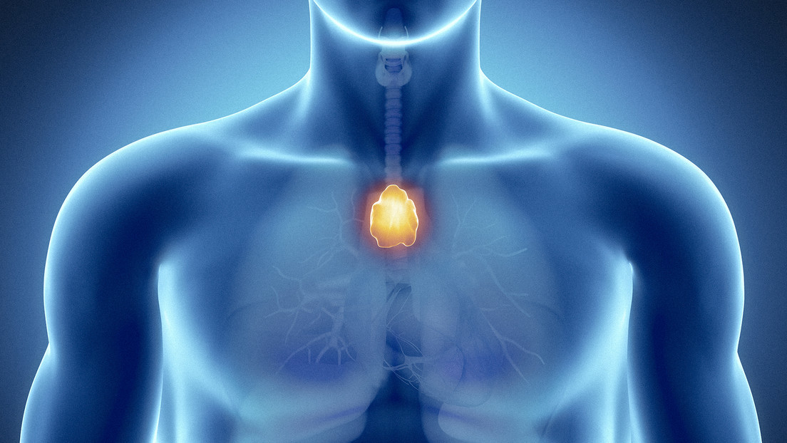 Este misterioso órgano podría proteger nuestra salud
