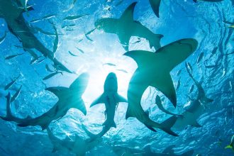 Advierten que el Niño puede atraer a tiburones a este lugar este verano