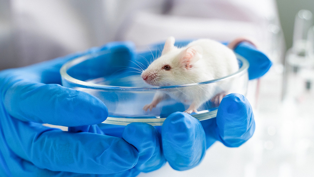 Los mitos más preocupantes acerca de hantavirus: ¿son verdad?