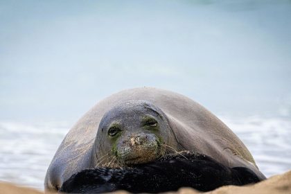 Apedrea a una foca en peligro de extinción y recibe su merecido (VIDEO)