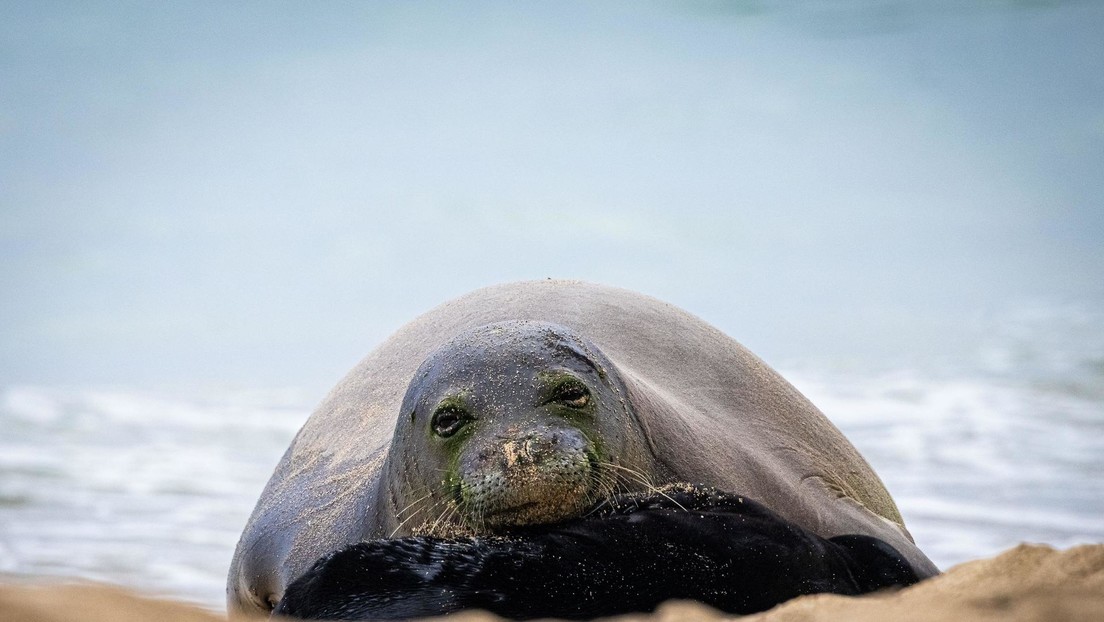 Apedrea a una foca en peligro de extinción y recibe su merecido (VIDEO)