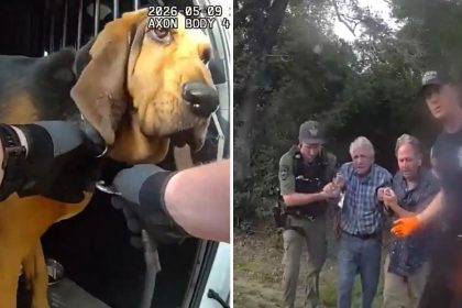 VIDEO: El olfato de un perro policía guía el rescate de un hombre de 96 años