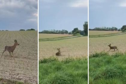 VIDEO: Un ciervo 'borracho' se tambalea y da vueltas desorientado