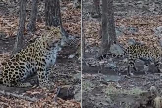 VIDEO: Captan de cerca al "felino más raro del planeta"