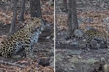 VIDEO: Captan de cerca al "felino más raro del planeta"