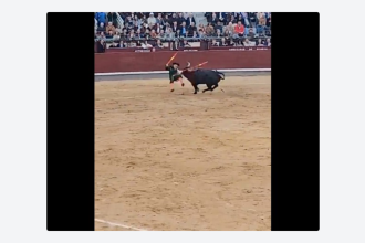 VIDEO: Torero es revolcado en violenta corneada y termina en enfermería