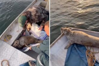 El conmovedor rescate de una foca atrapada en una red de pesca (VIDEO)