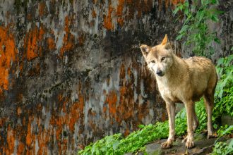 Un nuevo cruce de perro y lobo preocupa por su posible amenaza a humanos y animales