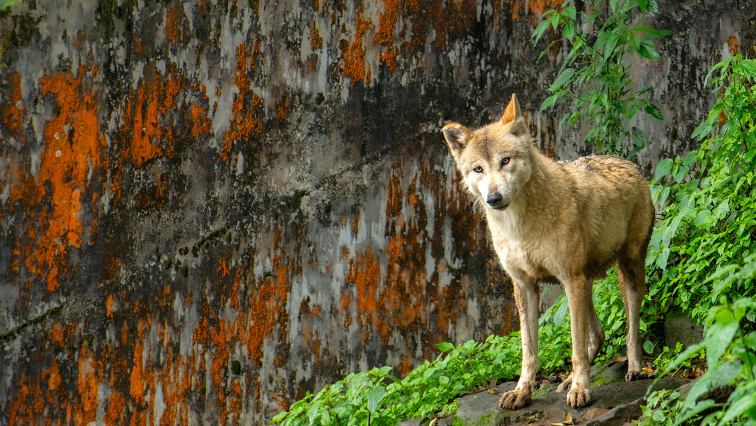 Un nuevo cruce de perro y lobo preocupa por su posible amenaza a humanos y animales