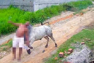 VIDEO: Un buey embiste a un hombre por la espalda