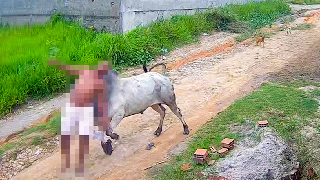 VIDEO: Un buey embiste a un hombre por la espalda