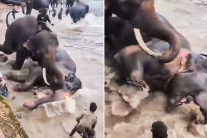 VIDEO aterrador: Turista muere aplastada por un elefante durante una sesión de baño en la India
