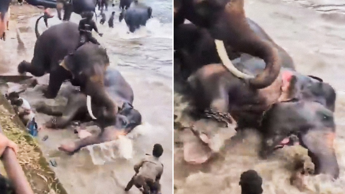 VIDEO aterrador: Turista muere aplastada por un elefante durante una sesión de baño en la India