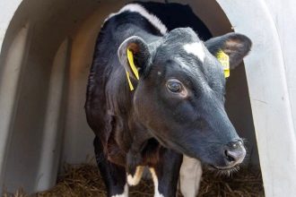 Una vaca clonada en Rusia tiene su primera cría