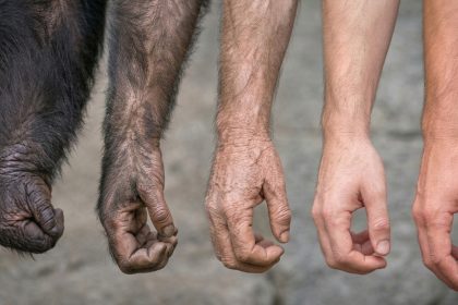 Humanos y antiguos simios comparten una función fundamental