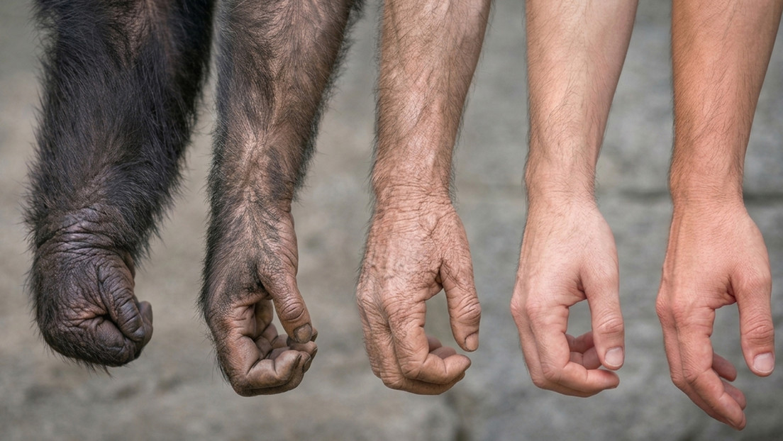 Humanos y antiguos simios comparten una función fundamental