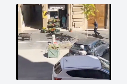 Un jabalí se hace viral tras protagonizar la 'persecución policial más lenta' (VIDEO)