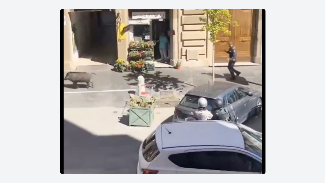Un jabalí se hace viral tras protagonizar la 'persecución policial más lenta' (VIDEO)