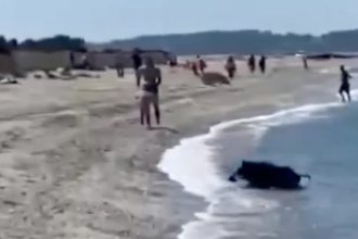 ¿Cómo llegó ahí?: jabalí salvaje causa caos en una playa francesa (VIDEO)
