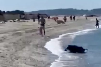 ¿Cómo llegó ahí?: jabalí salvaje causa caos en una playa francesa (VIDEO)