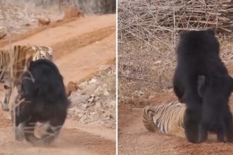VIDEO: Osa planta cara a un tigre para proteger a su cría