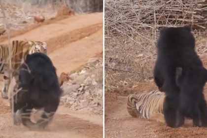 VIDEO: Osa planta cara a un tigre para proteger a su cría