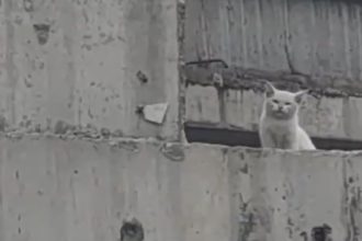 Gato abandonado en un puente es rescatado heroicamente (VIDEO)