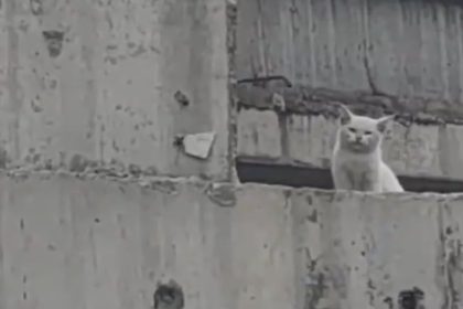 Gato abandonado en un puente es rescatado heroicamente (VIDEO)