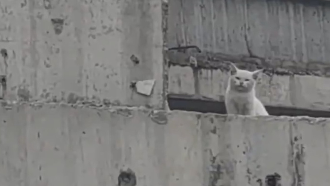 Gato abandonado en un puente es rescatado heroicamente (VIDEO)
