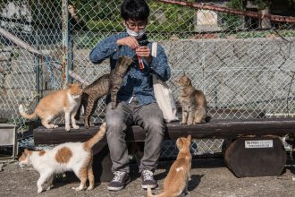 Economía felina: cómo los gatos impulsan las finanzas de este país con miles de millones