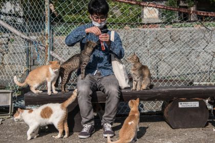 Economía felina: cómo los gatos impulsan las finanzas de este país con miles de millones