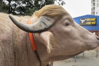 Fama viral salva de ser sacrificado a 'Trump', el búfalo albino que se volvió celebridad en Bangladés (VIDEO)