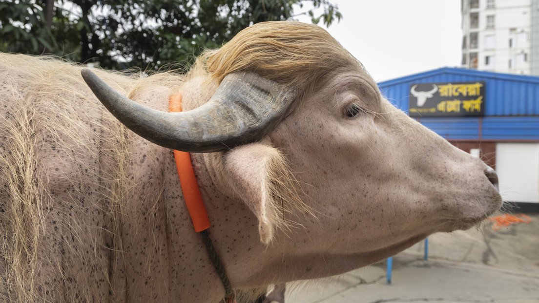 Fama viral salva de ser sacrificado a 'Trump', el búfalo albino que se volvió celebridad en Bangladés (VIDEO)