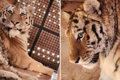 Rusia ayuda a un país vecino a recuperar la población de un felino en peligro de extinción (VIDEO)