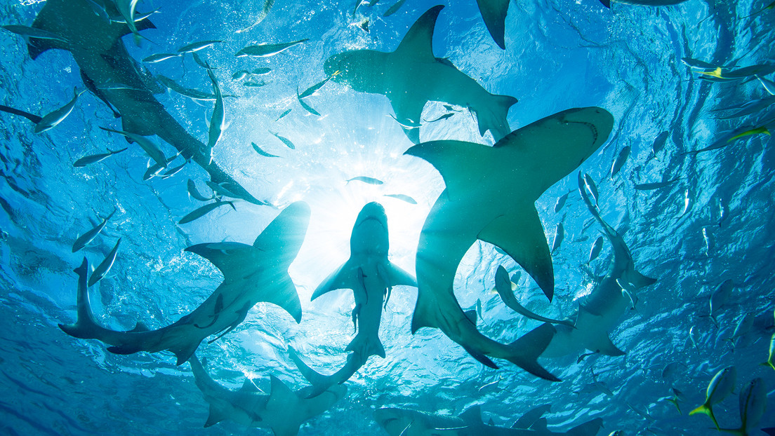 Advierten que el Niño puede atraer a tiburones a este lugar este verano