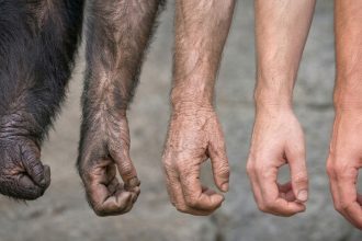 Humanos y antiguos simios comparten una función fundamental