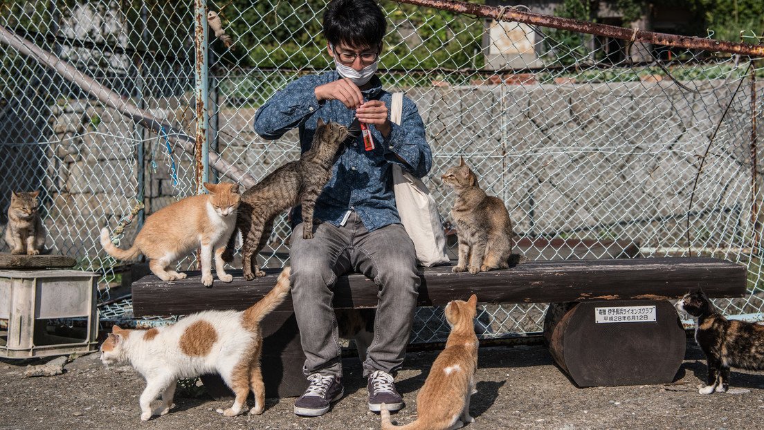 Economía felina: cómo los gatos impulsan las finanzas de este país con miles de millones