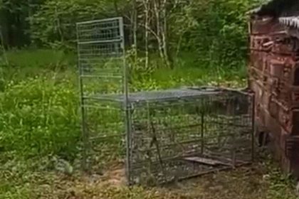 VIDEO: Quieren cazar un leopardo y se llevan una sorpresa
