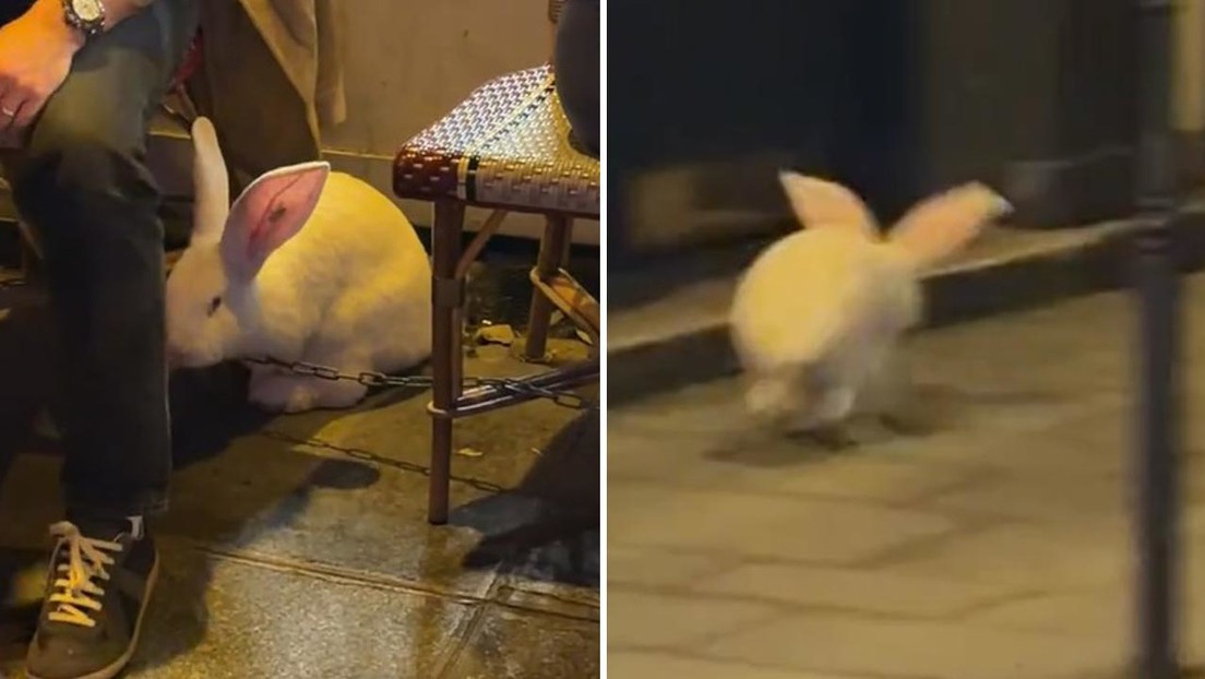 VIDEO: Un conejo gigante se pasea por París