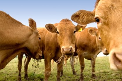 Una plaga olvidada reaparece en EE.UU. y amenaza la producción de carne